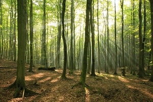 Can’t see the forest for the trees